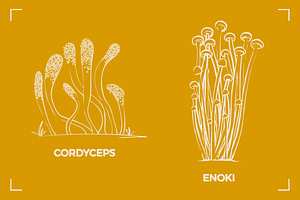 MYSTERIOUS MUSHROOMS 17 ELEMENTS