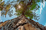 98 Trees view from below, a Nature Photo by Handmadefont (Thumbnail 26 of 98)