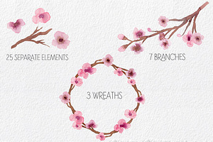 Cherry Blossoms- Watercolor Clipart