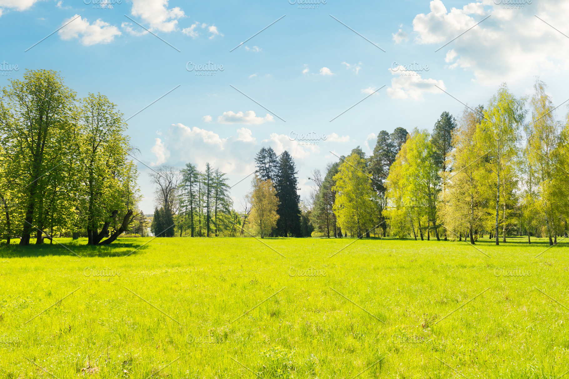 Green trees in park and blue sky, a Nature Photo by Vapi