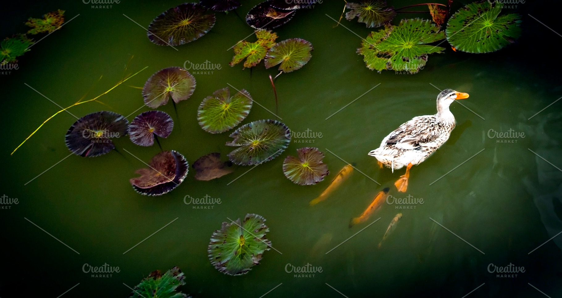 Ducks on Pond, a Nature Photo by THP Creative