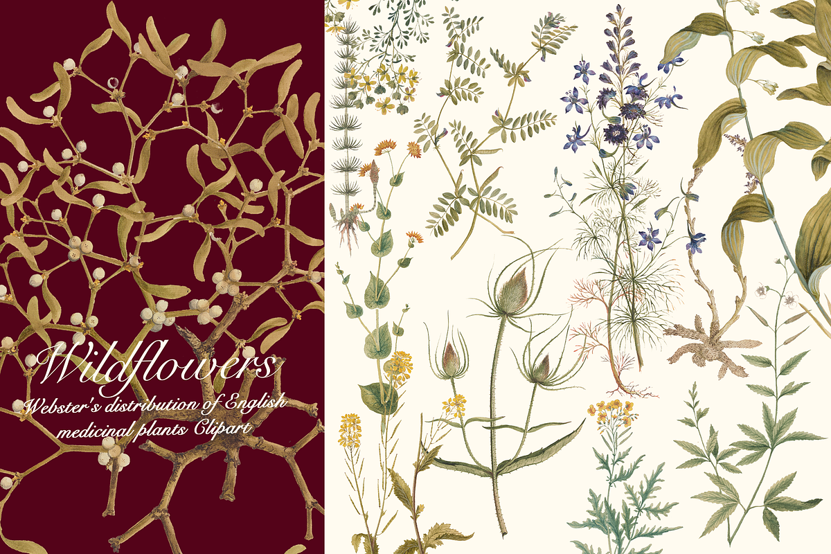 Distribution of English Plants, a Decorative Illustration by Lilithcollageart (Photo 5 of 8)