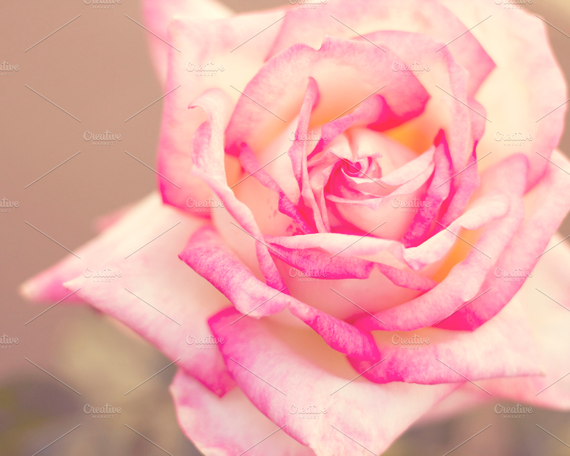 Blushing Rose Detail, a Nature Photo by Lavender Skye Studio