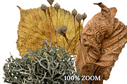 Autumn Leaves Scene Creator, a Product Mockup by Rose Design (Thumbnail 2 of 10)