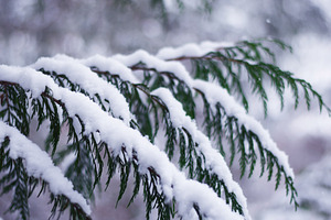 Snowy Winter Cedar