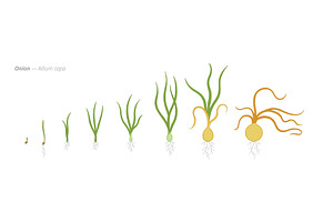 From Seed to Onion Growth Stages, a Food Illustration by Ilia Design