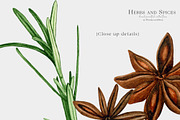 Culinary Herbs and Spices Clipart, a Decorative Illustration by WatercolorWind (Thumbnail 4 of 6)