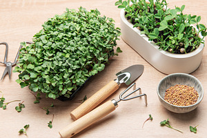 Microgreens gardening, cultivating fresh, nutritious sprouts at, a Photo by Olena Rudo