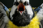 236 surprised animals, an Animal Photo by Handmadefont (Thumbnail 220 of 241)
