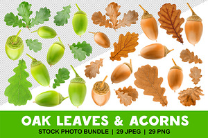 Oak tree leaves and acorns