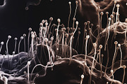 72 Microscopic Fungi Backgrounds, a Background Graphic by h.utomo (Thumbnail 35 of 72)