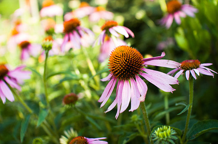 Pink flowers stock photo containing flower and pink, a Nature Photo by Tohlen Creative Co.