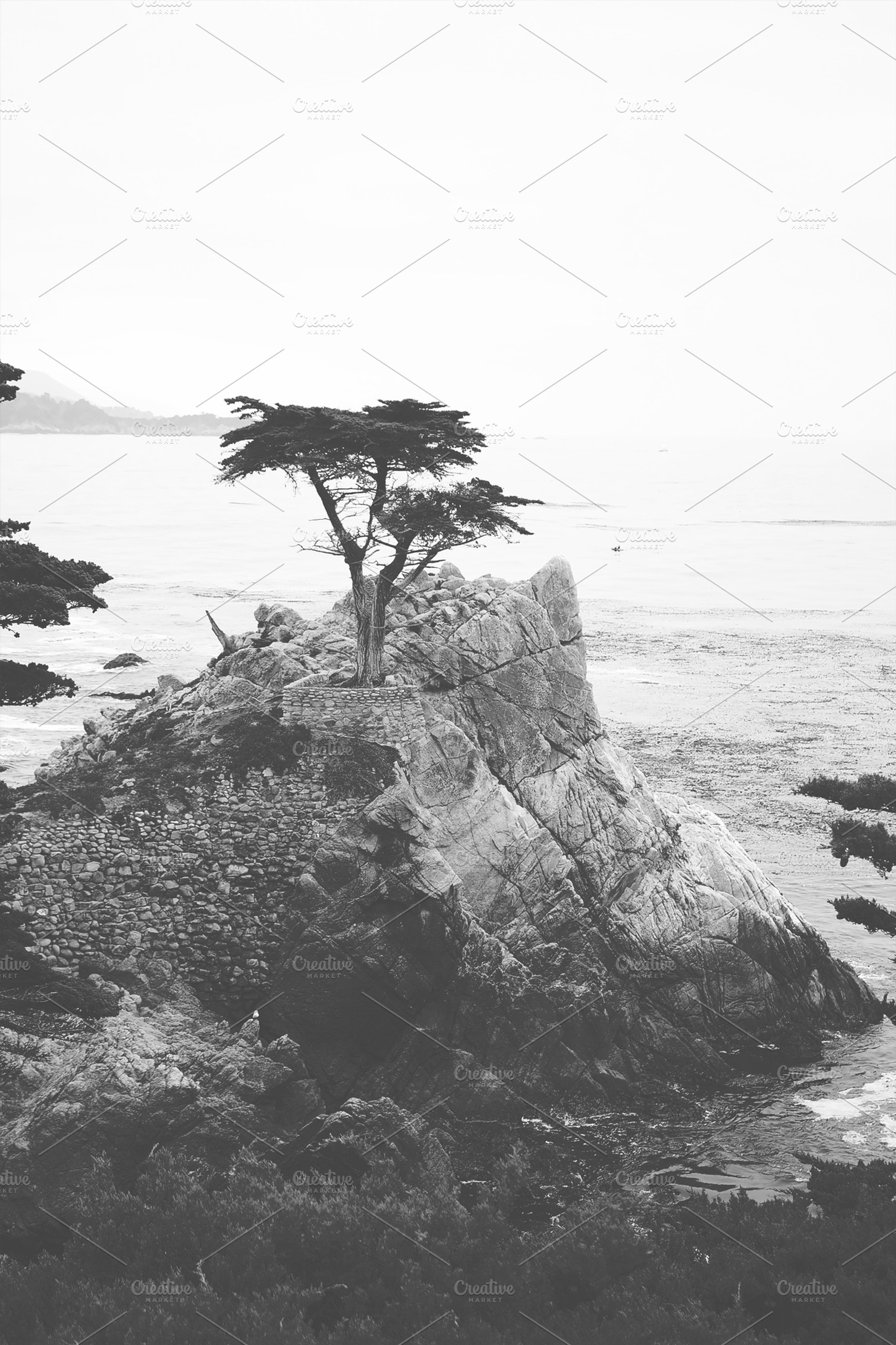 The Lone Cypress II, a Nature Photo by Satchel & Sage