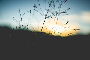 Abstract grass 02 stock picture