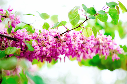 Blooming Judas tree. Cercis, a Nature Photo by Enjoy Photo