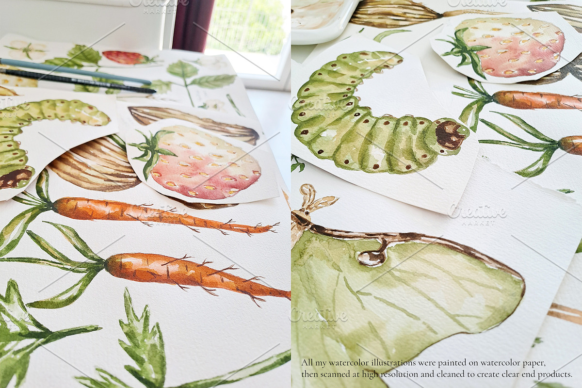 Watercolor Life Cycle Bundle 2, an Education Illustration by MayaNavits (Photo 10 of 14)