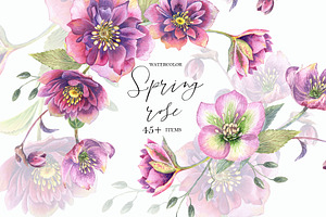 Spring Rose