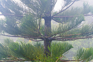 A lone pine tree stands in the fog, a Photo by AMMi