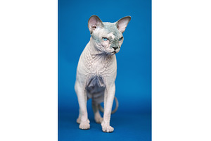 Portrait of cute Canadian Sphynx cat, an Animal Photo by Alexander-Piragis