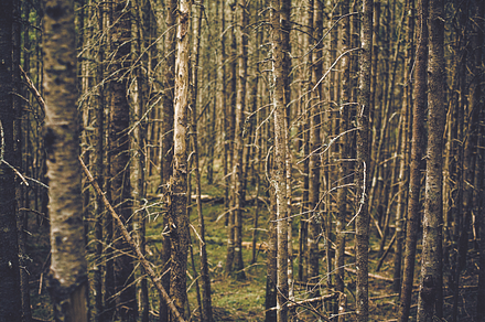 Green Moss Forest preview 6