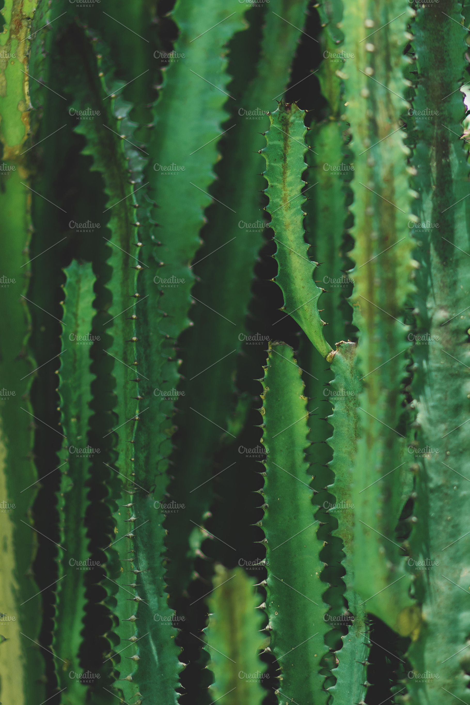 Minimalist Spiky Cactus Portrait, a Nature Photo by René Jordaan Photography