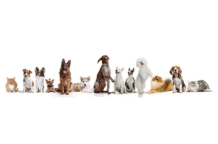 Differents dogs looking at camera stock photo containing collage and domestic, an Animal Photo by Volodymyr Melnyk