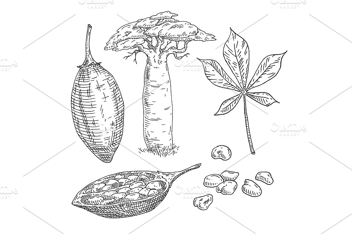Whole and half baobab fruit with, an Object Illustration by MoreVector