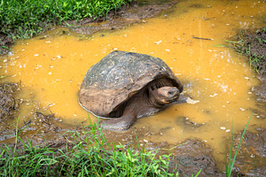 Galapagos giant tortoise in the wetlands of Santa Cruz Island, E, an Animal Photo by GoodGoods