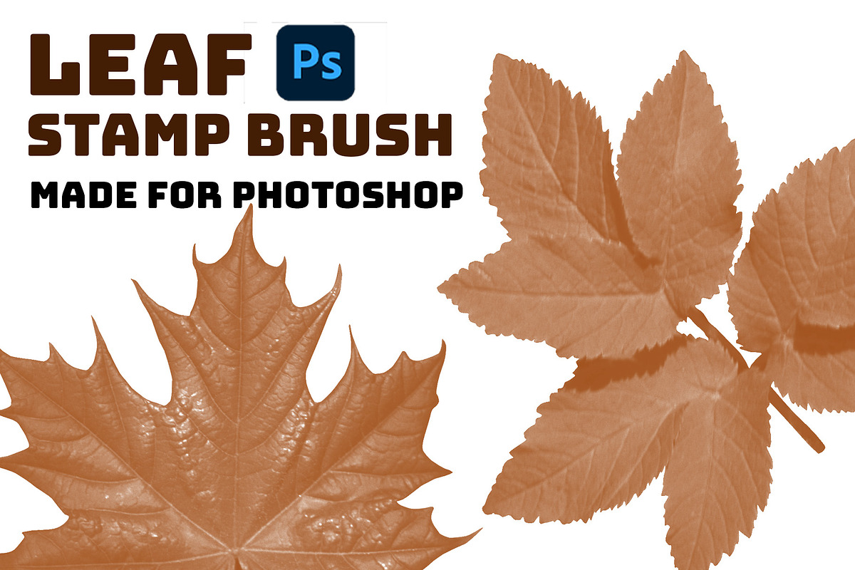 Leaf brush stamps Photoshop, a Brush Add-On by Chipshpow Graphics (Photo 2 of 8)