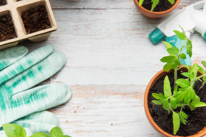 Gardening tools, terracotta pots, seedlings and peat pots formin, a Nature Photo by Olena Rudo