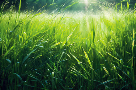 A grassy field with sun rays behind it. Generative AI, a Nature Photo by designvectx