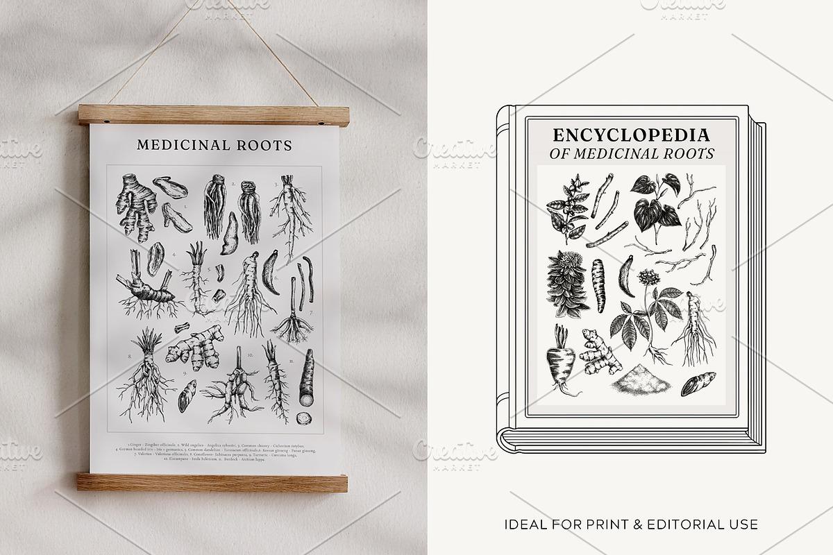 Medicinal Roots Illustrations Set, a Healthcare Illustration by Yevheniia (Photo 9 of 12)