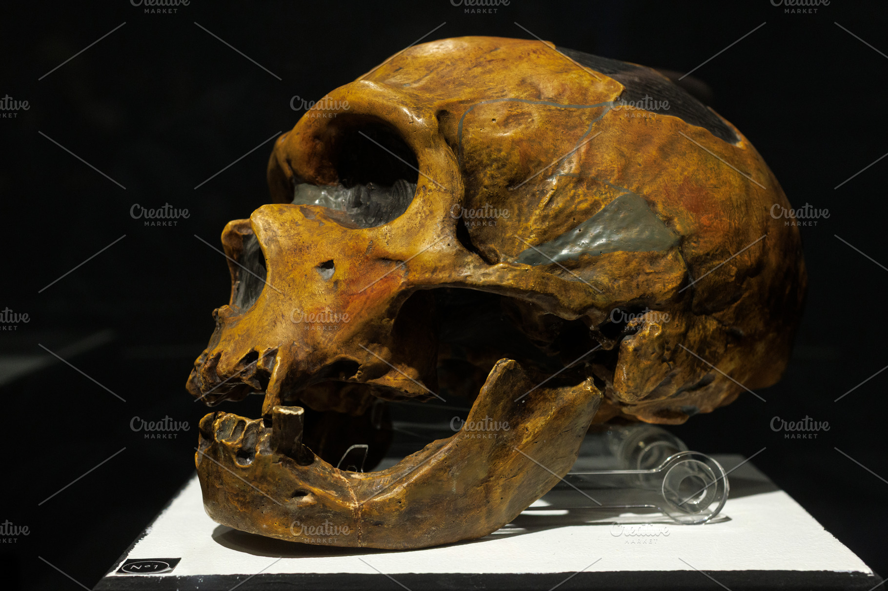 Head of a Homo Neanderthalensis, a School & Education Photo by Bepslabor