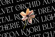 Luxury Ligature Serif Font - Galvore, a Serif Font by Say Studio (Thumbnail 3 of 10)