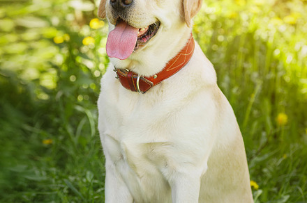 dog labrador retriever fawn color in