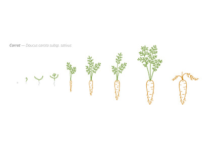 Carrot Growth Stages from Seed to