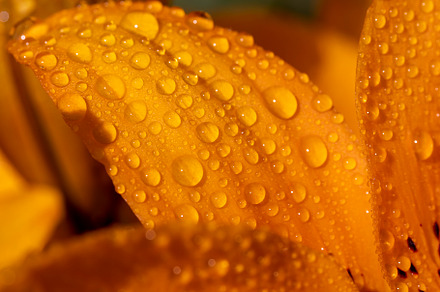 lily flowers covered with water droplets in spring, wet lily flowers in sunny w