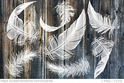White feathers, vector set, an Animal Illustration by Illustree (Thumbnail 1 of 2)