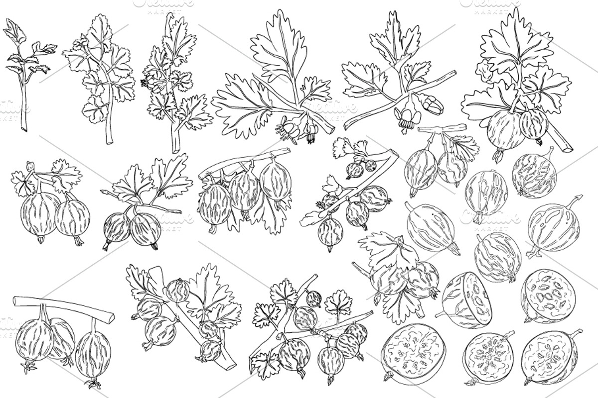 Gooseberry hand drawn vector, a Food Illustration by Elena Mykhailenko (Photo 2 of 4)