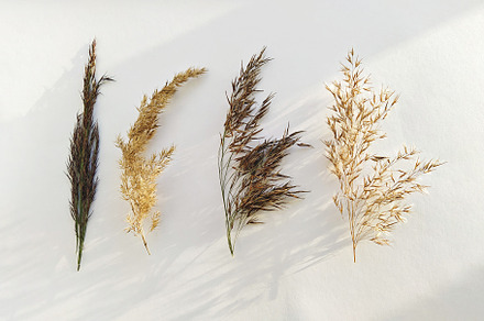 Four types of dried pampas grass