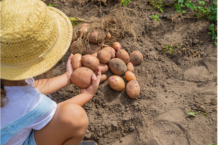 Dig potatoes in the garden