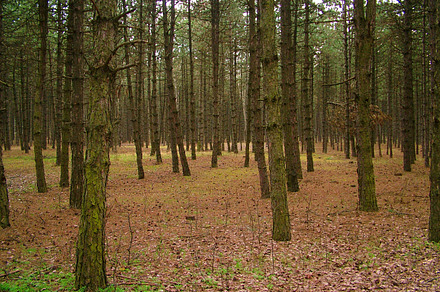 Forest Containing Forest Green And Nature preview 4