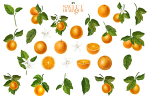 Sweet Oranges, Citrus Watercolor Set