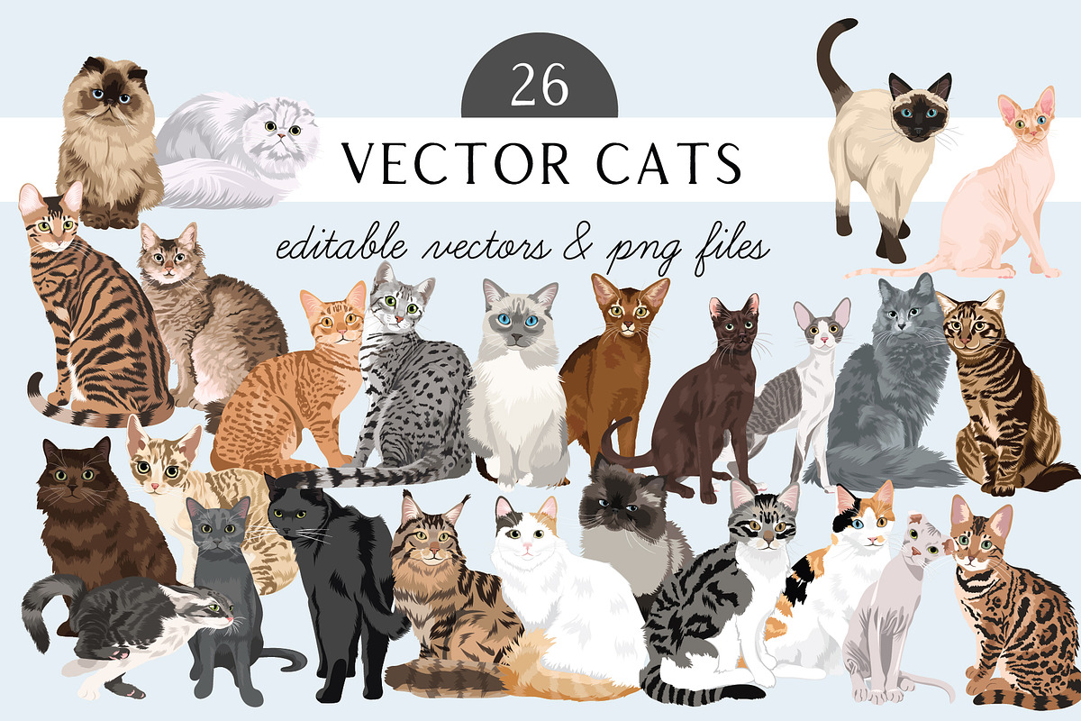 Cat Breed Illustrations Vector Art, an Animal Illustration by Putnam Road Art (Photo 1 of 3)