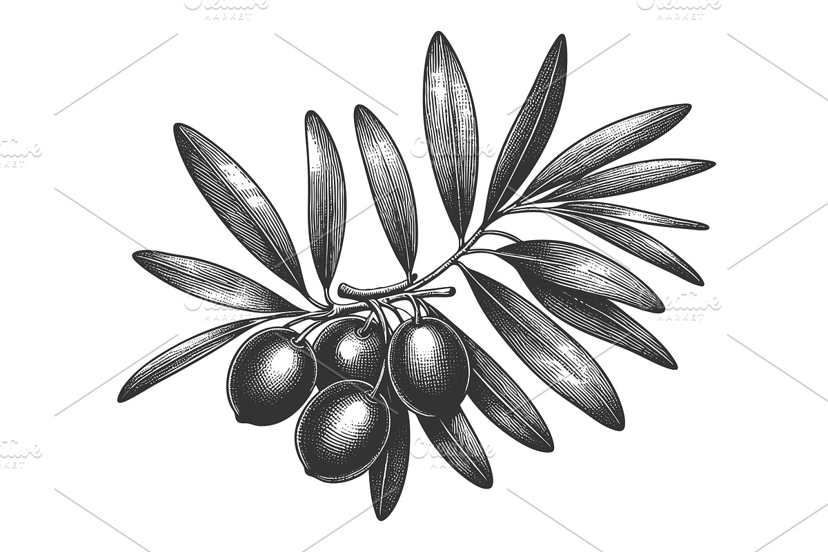 olive branch plant sketch vector, a Food Illustration by AlexArt