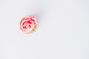 Pack 3 i styled stock stock photo containing minimalist and succulents, a Business Photo by SophieStockBoutique (Thumbnail 4 of 4)