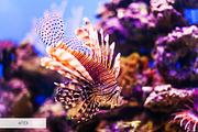 Underwater Photography Presets, a Plug-in Add-On by FixThePhoto (Thumbnail 21 of 32)