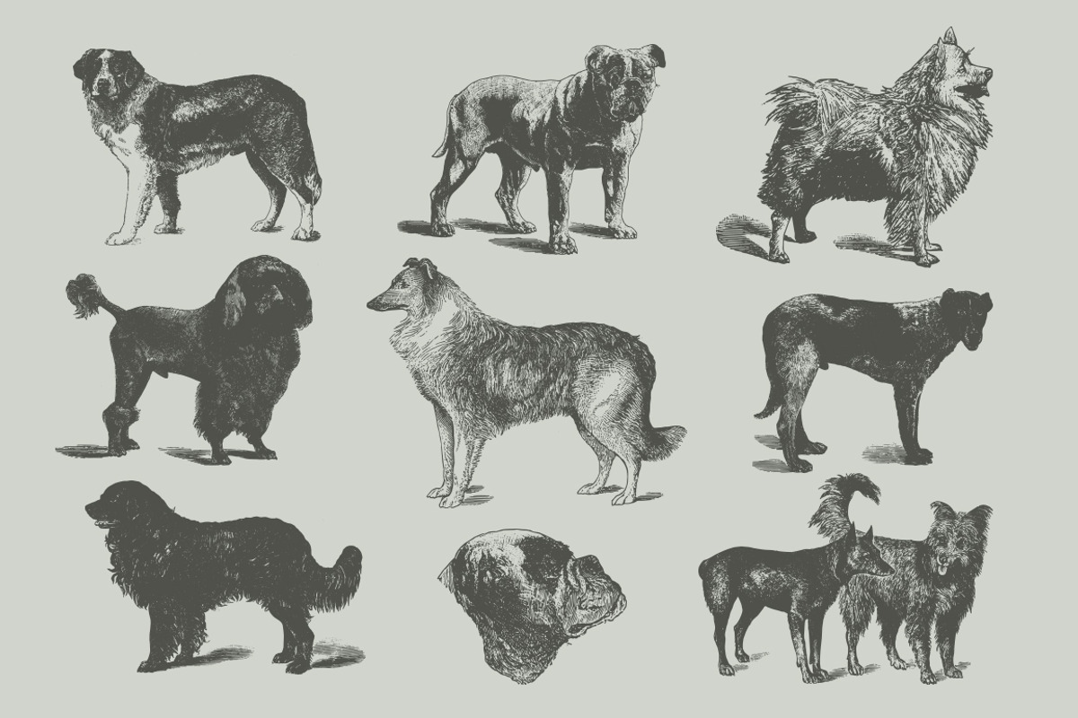 Dogs Vintage Illustrations, an Illustration by Retro Machine (Photo 15 of 25)