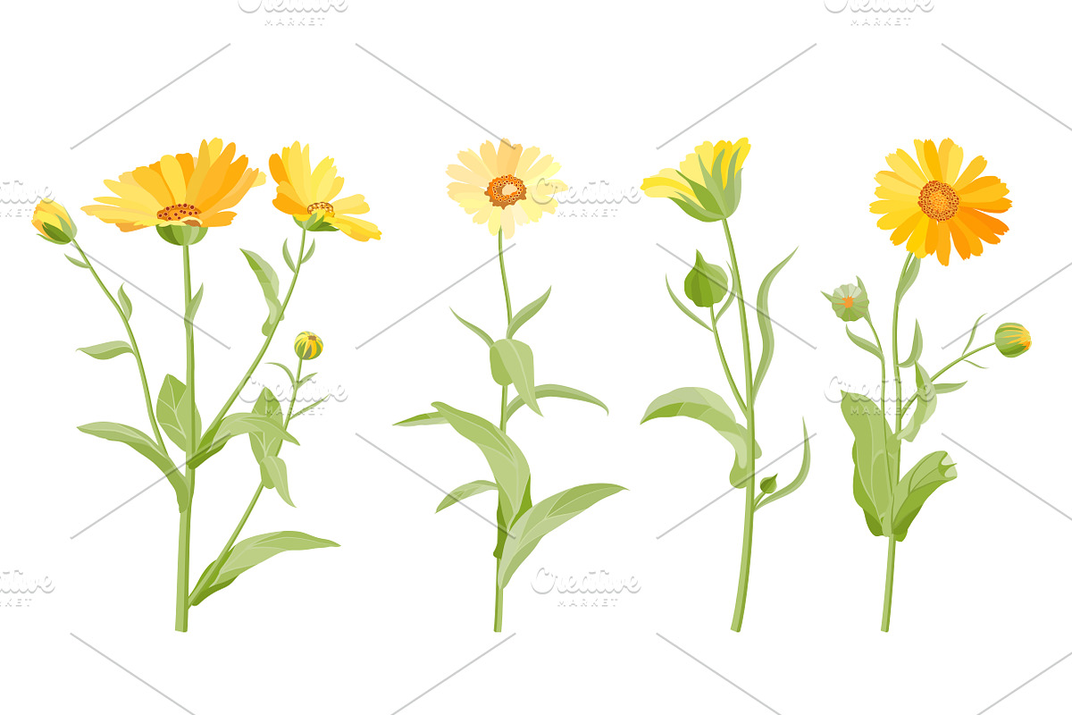 Vector object brushes. Calendula preview 7