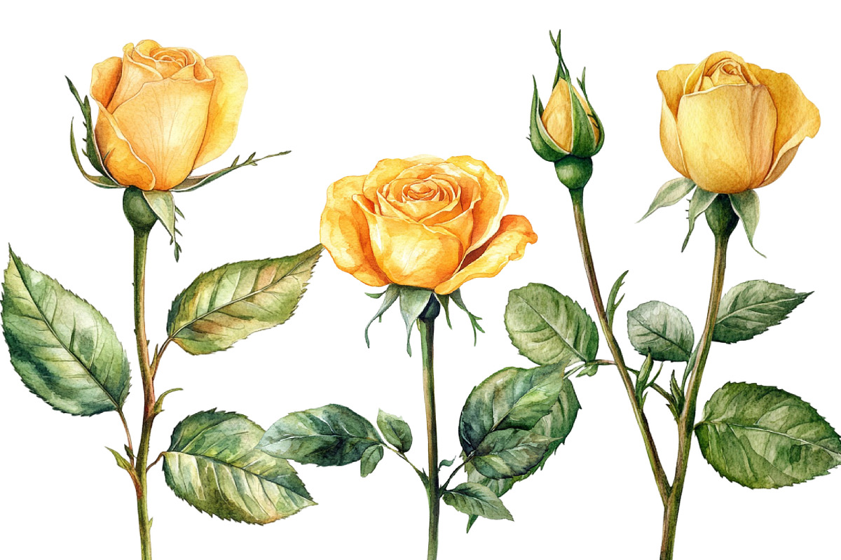 Watercolor Yellow Rose clipart, an Illustration by Designworld (Photo 4 of 5)